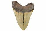 Fossil Megalodon Tooth - North Carolina #299063-2